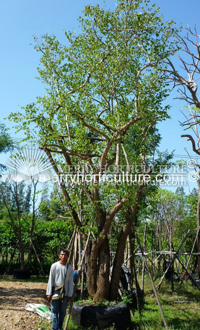 Bauhinia bassacensis